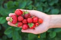 Strawberry on woman arm.