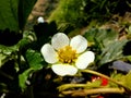 Strawberry's flower closeup, pure beauty