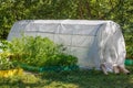 Strawberry, zucchini, parsley, dill, cilantro, lettuce growing in seedbed in the ground. Cold frame.