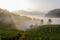 Strawbery garden on the mountain slope at morning