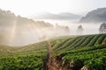 Strawbery garden on the mountain slope at morning