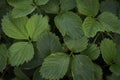 Strawbery leaves foliage top view