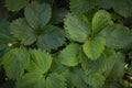 Strawbery leaves foliage top view