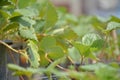 Strawbery leaves in a pot.