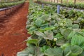 Strawbery plants growing in greenhouse.