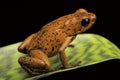 Strawbery poison dart frog Costa Rica Royalty Free Stock Photo