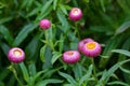 Strawflower flower, golden everlasting in pink grown in Tasmania Royalty Free Stock Photo