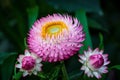 Strawflower or Golden Everlasting Flower against a bokeh background Royalty Free Stock Photo