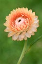 Strawflower - Helichrysum bracteatum Royalty Free Stock Photo