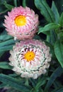 Strawflower Paper Daisy Royalty Free Stock Photo