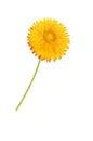 Strawflower with stalk on a white background