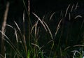 Straws of wild grass