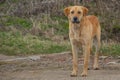 A stray abandoned dog looks at me