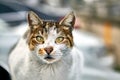 Stray animal or homeless cat in Istanbul, Turkey