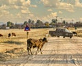 stray animals real danger to the traffic Royalty Free Stock Photo