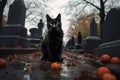 a stray black cat crossing a graveyard