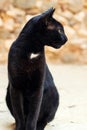 Stray black cat in the old town of Naxos