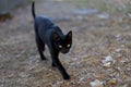 A stray black cat