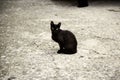 Stray black cats Royalty Free Stock Photo