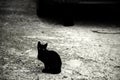 Stray black cats Royalty Free Stock Photo