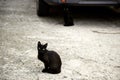 Stray black cats Royalty Free Stock Photo