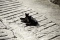 Stray black cats Royalty Free Stock Photo