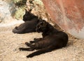 Stray black cats on the streets of Crete Greece.