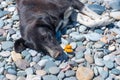 Stray black dog lying on the pebbled beach cannot have Royalty Free Stock Photo