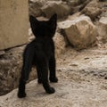 Stray black kitten on the streets of Crete Greece.