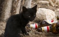 Stray black kitten on the streets of Crete Greece.