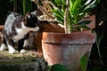 stray black and white cat puppy and then adopted in a garden
