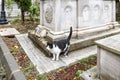 A stray cat in the inner couryard of the Ahmet Tevfik Pasa cemetery in Istanbul Turkey