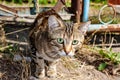 Stray brown striped cat