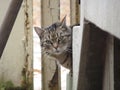 Stray brown tabby cat looking from behind the stairs