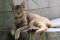 The stray brown tabby cat lying down and looking at camera Royalty Free Stock Photo