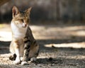 Stray Cat Royalty Free Stock Photo