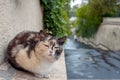 Stray cat alone on the street after the rain