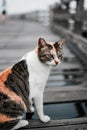 Stray cat with an angry face on a wooden bridge Royalty Free Stock Photo