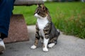 Stray cat asks for food at a bench. Hungry gray striped stray cat sitting on the street and asks for food