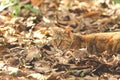 Cat in the autumn foliage (mimetism) Royalty Free Stock Photo