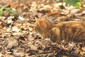 Stray Cat in the autumn foliage - mimetism Royalty Free Stock Photo