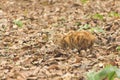 Stray Cat in the autumn foliage - mimicry Royalty Free Stock Photo