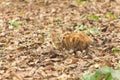 Stray Cat in the autumn foliage - mimicry Royalty Free Stock Photo