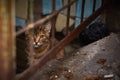 Stray cat behind a rusty old fence