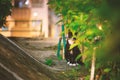 Stray cat behind of trees, night in urban area