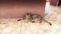 Stray cat from bengkulu, indonesia Royalty Free Stock Photo