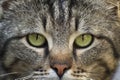 A tiger cat with big green eyes looking at the camera. Close-up photo Royalty Free Stock Photo