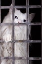 Stray cat in cages. Royalty Free Stock Photo