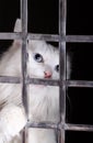 Stray cat in cages. Royalty Free Stock Photo