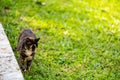 Stray cat with clipped ear walking on grass